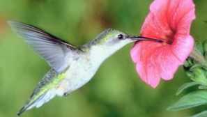 Kolibřík: kde žije tento pták a kolik váží